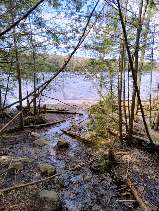 Nature Is the Ritual: Reflections from the Shoreline - Nature's Dew Candle & Skincare